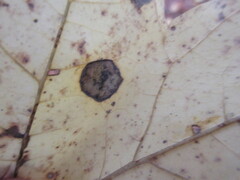 Acericecis ocellaris