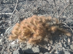 Tephrocactus weberi