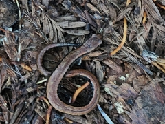 Batrachoseps attenuatus