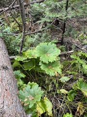 Darmera peltata