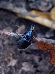 Sphaeroderus stenostomus lecontei