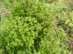 Tagetes foetidissima
