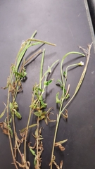 Epilobium leptophyllum