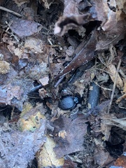 Sphaeroderus stenostomus lecontei