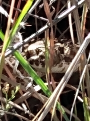 Sistrurus tergeminus