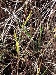 Sistrurus tergeminus