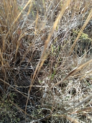 Sistrurus tergeminus