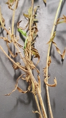 Epilobium leptophyllum