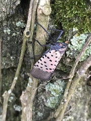 Lycorma delicatula