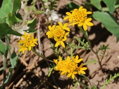 Chaenactis glabriuscula