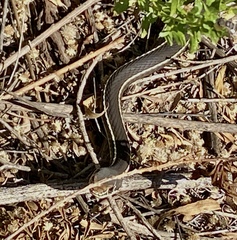 Masticophis lateralis lateralis