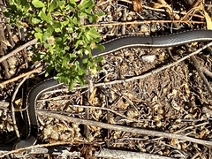 Masticophis lateralis lateralis