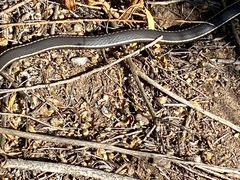 Masticophis lateralis lateralis