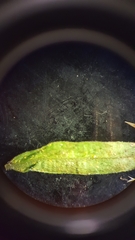 Epilobium leptophyllum