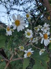 Montanoa grandiflora