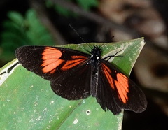 Castilia perilla