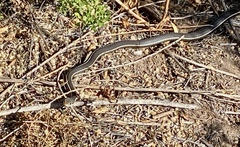 Masticophis lateralis lateralis