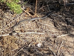 Masticophis lateralis lateralis