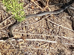 Masticophis lateralis lateralis