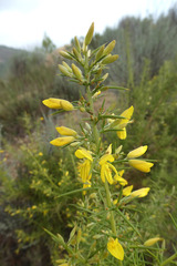 Ulex parviflorus