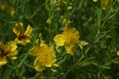 Hypericum kalmianum