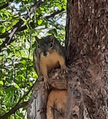 Sciurus niger