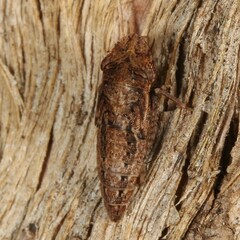 Stenocotini