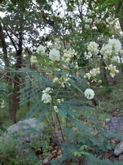 Acaciella angustissima