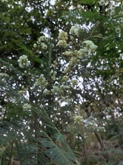 Acaciella angustissima