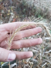 Elymus riparius