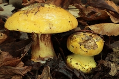 Calonarius alcalinophilus