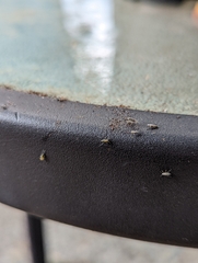 Aphidomorpha