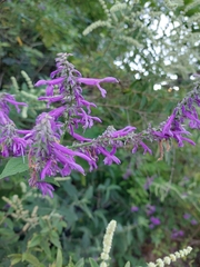 Salvia purpurea