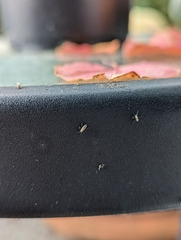 Aphidomorpha