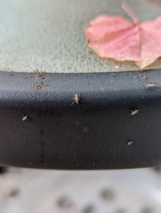 Aphidomorpha