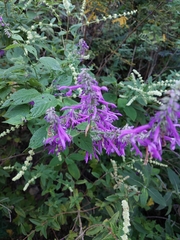 Salvia purpurea