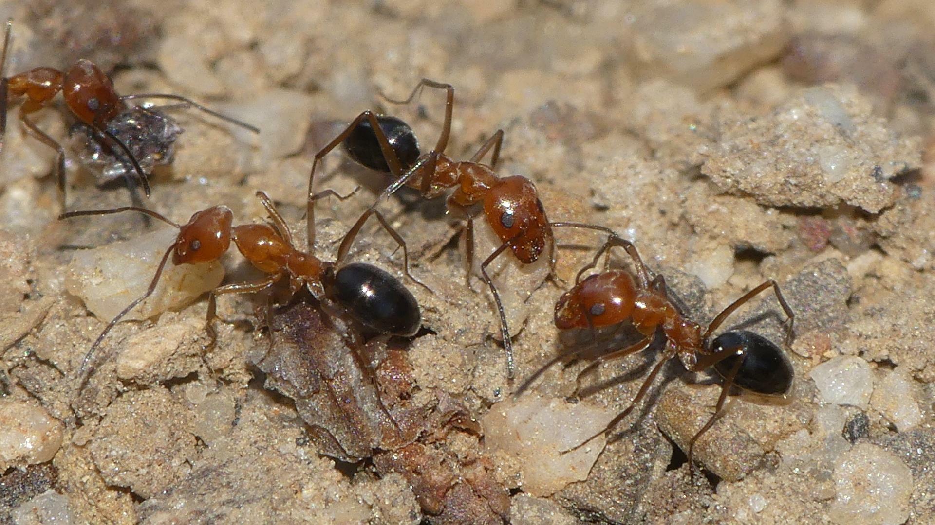 Dorymyrmex chilensis