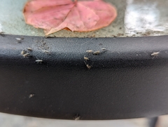 Aphidomorpha
