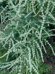 Asterohyptis stellulata