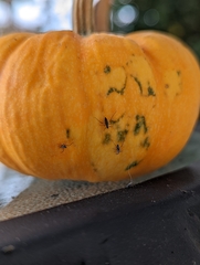 Aphidomorpha