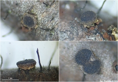 Dermea prunastri