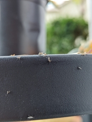 Aphidomorpha
