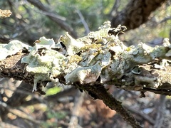 Parmotrema perforatum