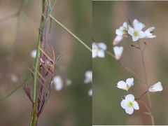 Heliophila macowaniana