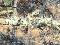 Parmotrema perforatum