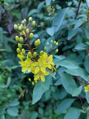 Galphimia glauca