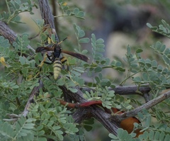 Polistes comanchus