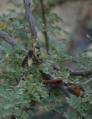 Polistes comanchus