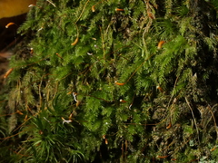 Herzogiella seligeri