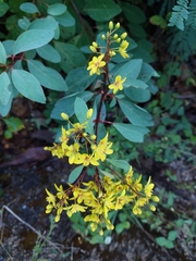 Galphimia glauca